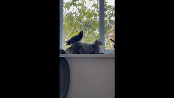 Cat playfully nibbles pet pigeon during a windowsill interaction in Bender, Moldova