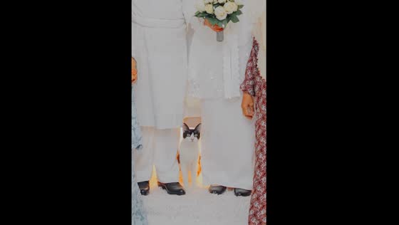 Cat joins wedding photo session in Kuala Lumpur 