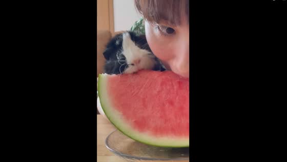 Sweet moments: sharing watermelon delights with beloved Guinea piglets in Japan