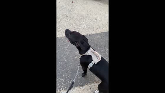 9-month-old Cudi the pup howls in response to fire truck siren