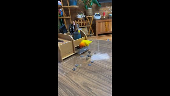 Playful lovebird scatters coins across desk in Jilin, China