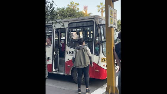Dog on bus keeps watch amidst extortion woes in Peru