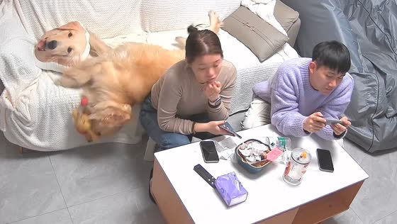 Dog slips out of couch while playing with toy