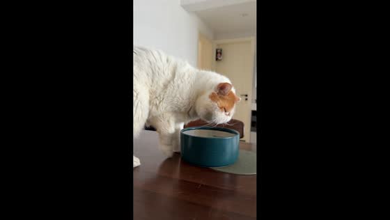 Lazy cat’s unusual way of drinking water in Zhejiang, China