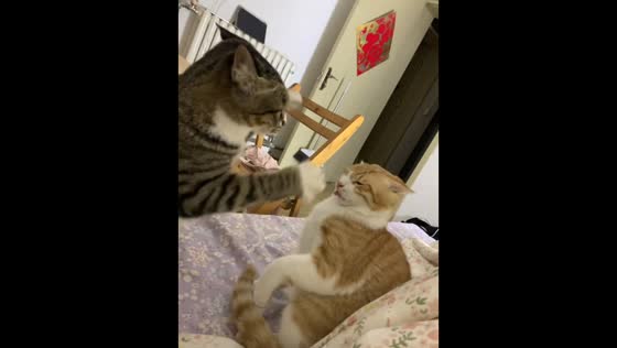 Owner’s weird laughter startled kittens in Shandong, China