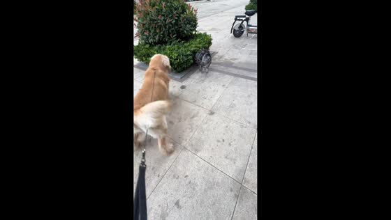 Golden retriever's friendly greeting ends with feisty cat encounter in Shandong, China