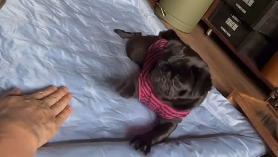 Playful tapping game between owner and dog in Hiroshima, Japan