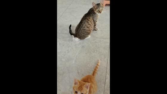 Mother cat accidentally sits on kitten in Shandong, China