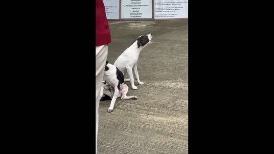 Dog howls along to national anthem during flag ceremony in Manaoag, Philippines