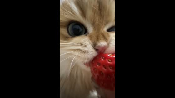 Cat adorably munches on strawberry in Jiangxi, China