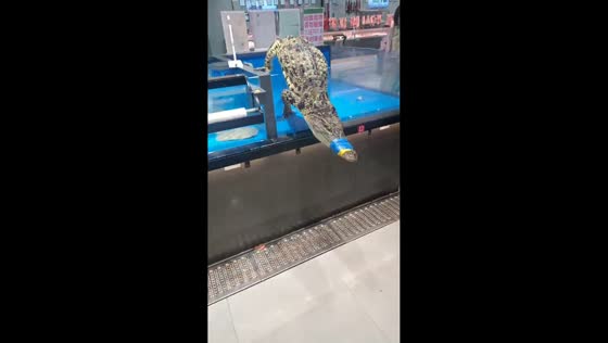 Crocodile escapes from fish tank, startling onlookers in Sichuan, China