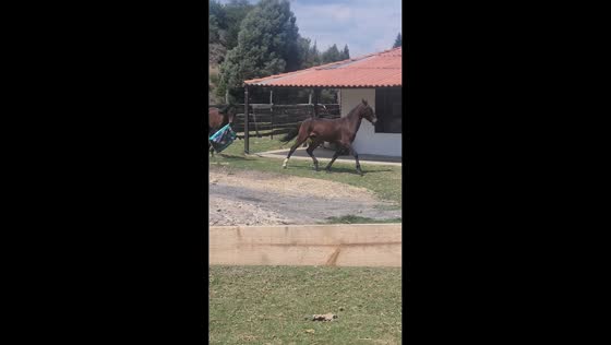 Playful horses chase each other in Boyacá, Colombia