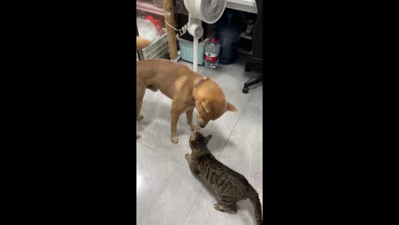 Cat greets dog with meows in Yunnan, China