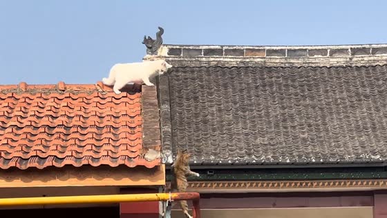 Two cats chase each other across rooftops after fight in Henan, China