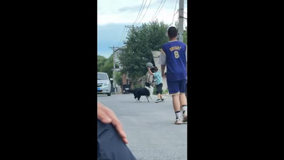 Playful Border Collie chases ball game in Heilongjiang, China