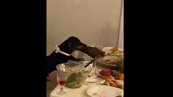 Dachshund steals pork at New Year's dinner in Russia