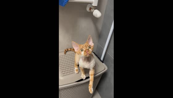 Playful cat vs. shower curtain