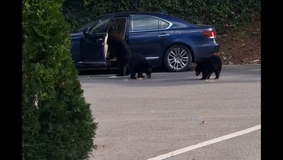 Bear and cubs raid car outside restaurant