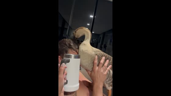 Goose playfully splashes water on man’s hair in Fronteira, Brazil