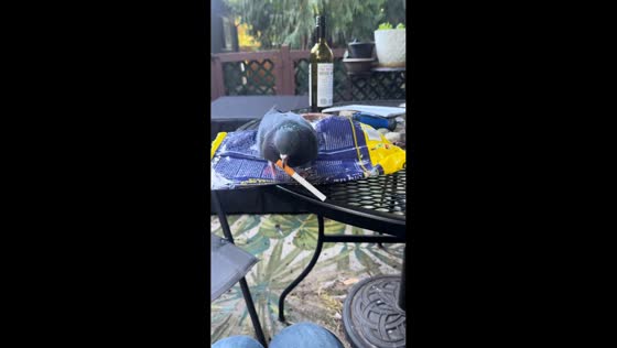 Pigeon mistakes cigarette for food in Seattle, Washington, USA