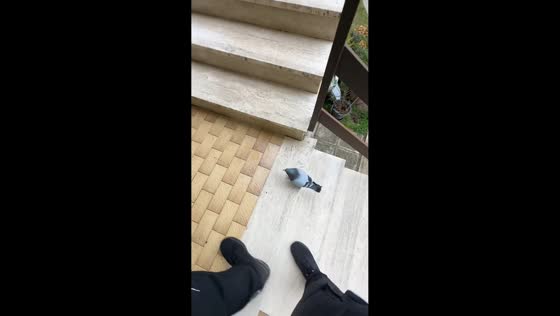 Pigeon follows closely underfoot on stairs in Lignano Sabbiadoro, Italy