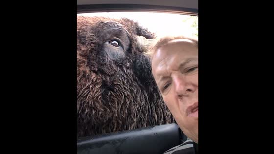 A surprise encounter with a large friendly Bison at Olympic Game Farm