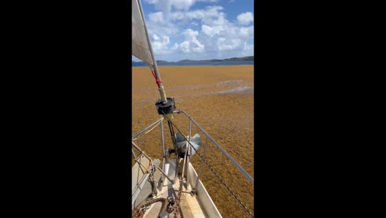 Sailboat navigates through thick seaweed patch in Saint John, US Virgin Islands