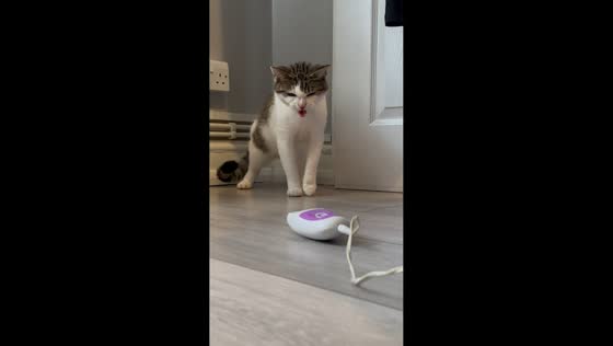 Cat startled by buzzing epilator in London, England