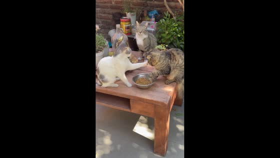 Cat stops another cat from eating in Santiago, Chile
