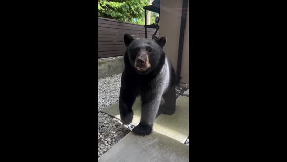Curious bear explores backyard in Vancouver, Canada
