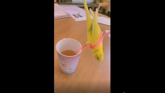 Budgie bliss: Mere the spiraling star on a heart-shaped straw!