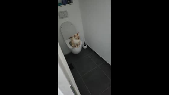 9-year-old cat Leo masters toilet training: a pawsitively impressive feat!