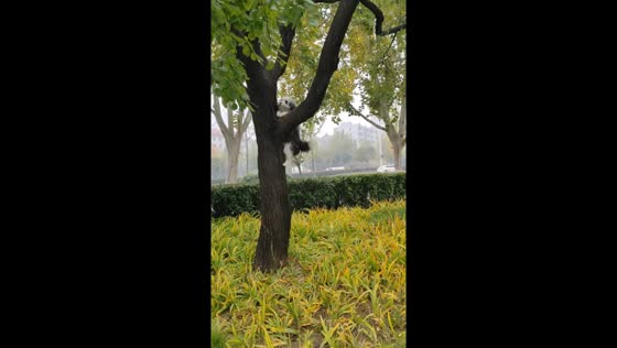 Dog climbs a tree for the first time in Henan, China