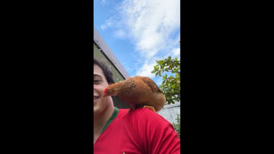 Chicken pecks owner’s mouth while perched on shoulder in Guatemala