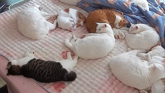 Sleeping cat kicks another cat while dreaming in Chongqing, China