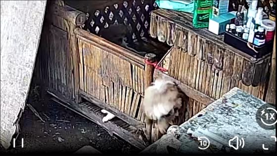 Dog escapes and frees others from nipa hut in Cauayan, Isabela, Philippines
