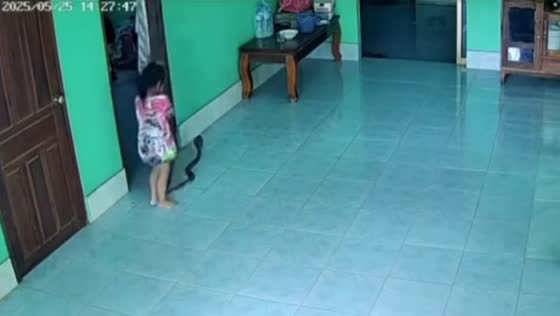 Cobra surprises young girl inside home in Vientiane, Laos