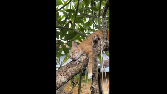 Challa's tranquil treetop nap: Bali bliss