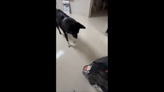 Dog adorably falls for food prank in Gyeonggi-do, South Korea