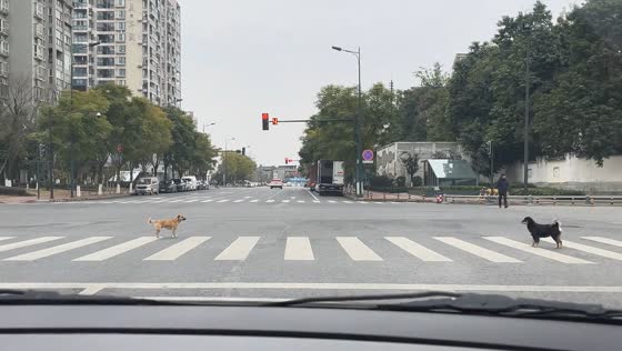 Two dogs stare at each other at Sichuan intersection