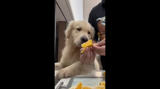 Golden retriever excitedly enjoys an orange snack in Fujian, China