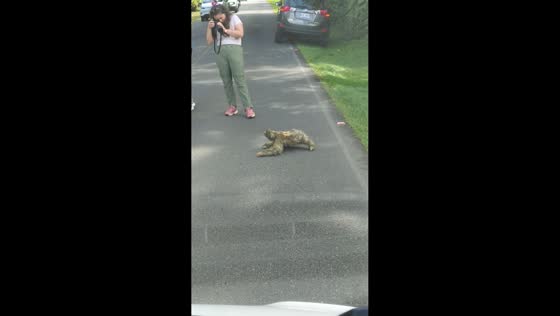 Wild sloth slowly crosses the road in La Fortuna, Costa Rica