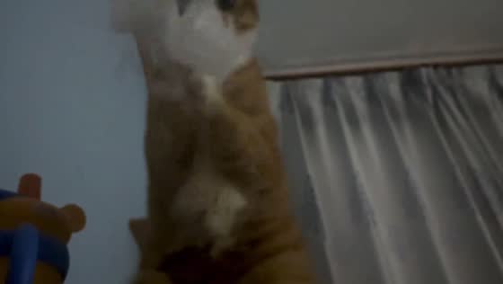 Ginger cat hilariously shreds tissue in Anhui, China