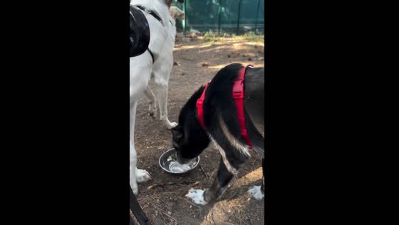 Dog tricks two others to drink water in Turkey