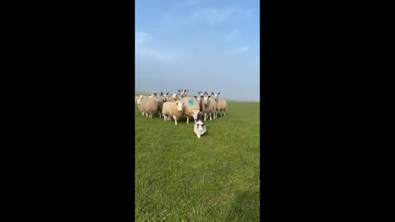 Ragdoll cat leads curious Bluefaced Leicester flock on a walk in Scotland, UK