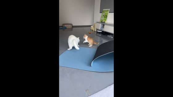 Playful cats turn hiding game into a lighthearted scuffle in Yunnan, China