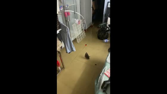 Man catches fish inside flooded home in Guangdong, China