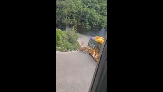 Two tigers block a bus at Dalian Forest Zoo in Liaoning, China