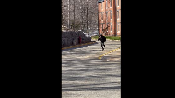 Goose gone wild: campus bird attacks passersby