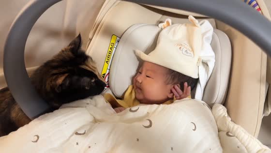 Cat keeps watch over baby in Sichuan, China